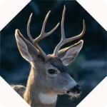 Deer Fence